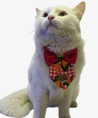 Banho para  Gatos 