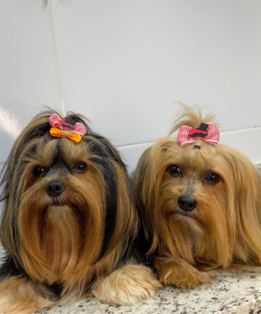 Banho e Tosa Cachorro